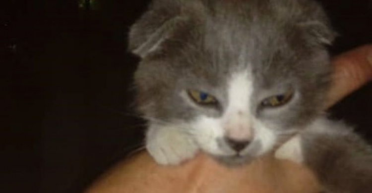 В Мариуполе котят бросили умирать в трехметровый колодец