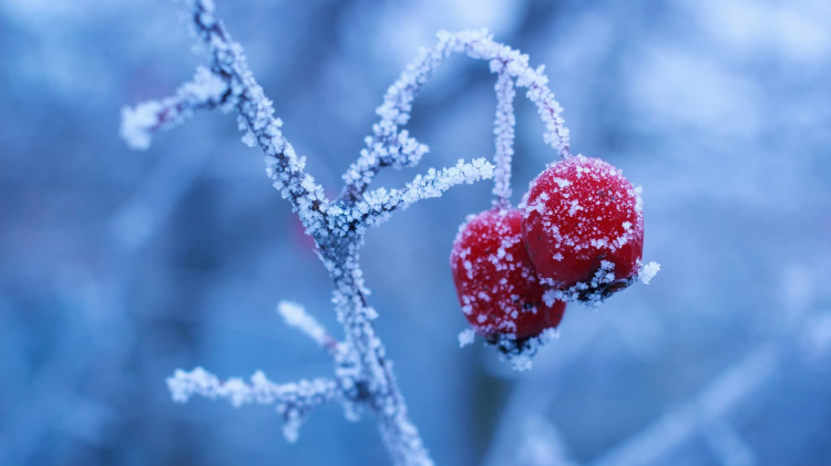 Морози до - 14 градусів: в Україну незабаром прийде справжня зима