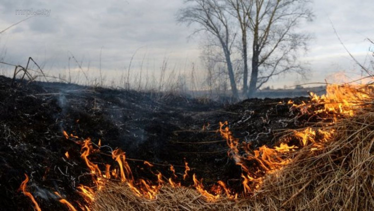 В Мариуполе сгорело три гектара сухостоя (ФОТО)