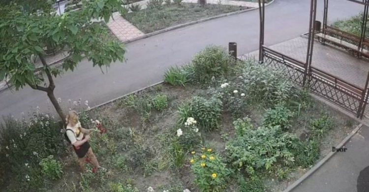 Мариупольская клумба страдает от «набегов» цветочных воров