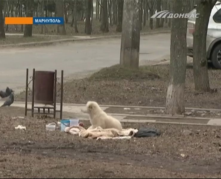 Скриншот сюжета телеканала «Донбасс»