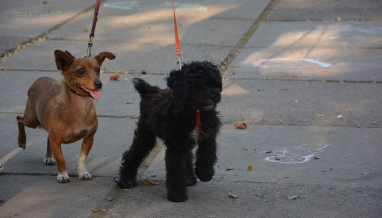 В Мариуполе выбрали «Собаку всеПонимаку» и самую красивую «ДворНяшку» (ФОТО)