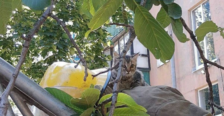 В Мариуполе на 12-метровой высоте застряла кошка