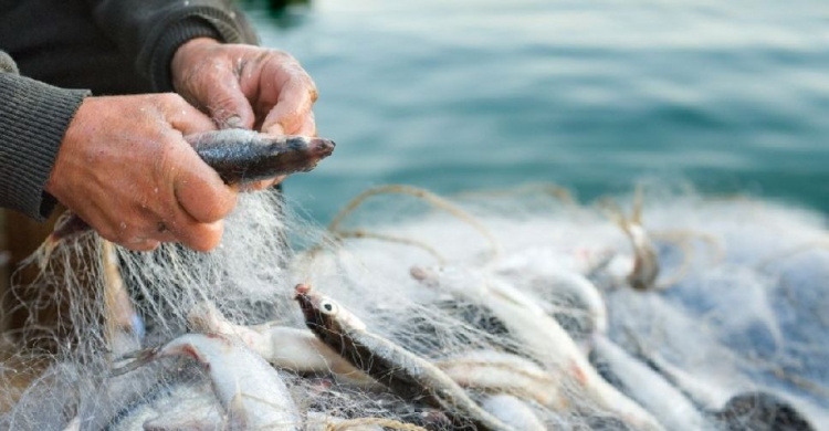 В Мариуполе мужчина наловил рыбы на 10 тысяч гривен
