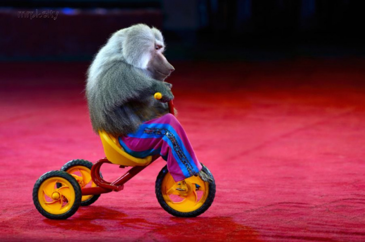 В Мариуполе могут запретить гастроли цирков с животными