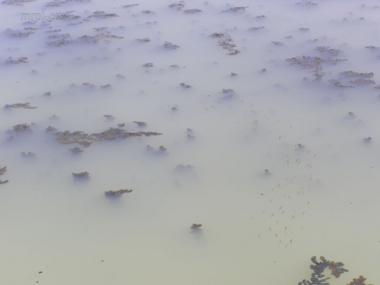 Три лаборатории исследуют воду Кальчика под Мариуполем и выясняют, от чего погибает рыба (ФОТО)