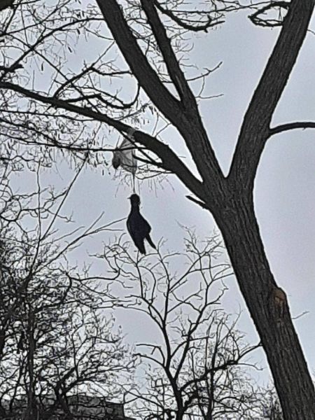 В Мариуполе на дереве «повесилась» птица