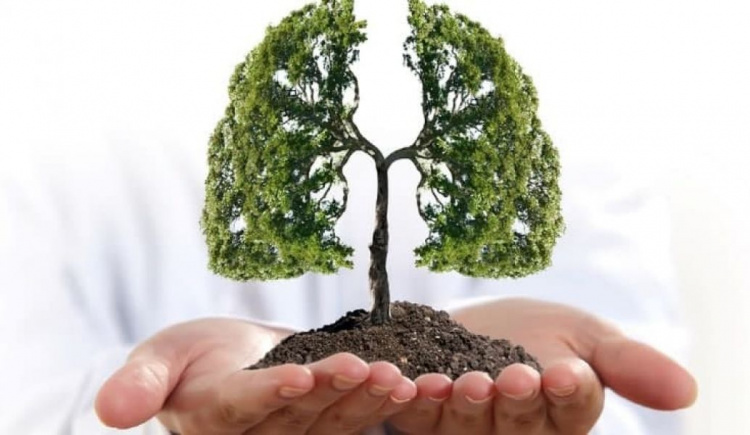 «Зеленый росток» приглашает принять участие в новом проекте «Легкие нашей планеты»