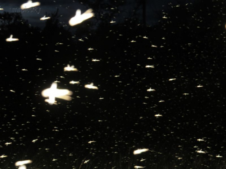 Крупнокалиберные комары устроили грандиозное шоу на пляже Мариуполя (ФОТОФАКТ)