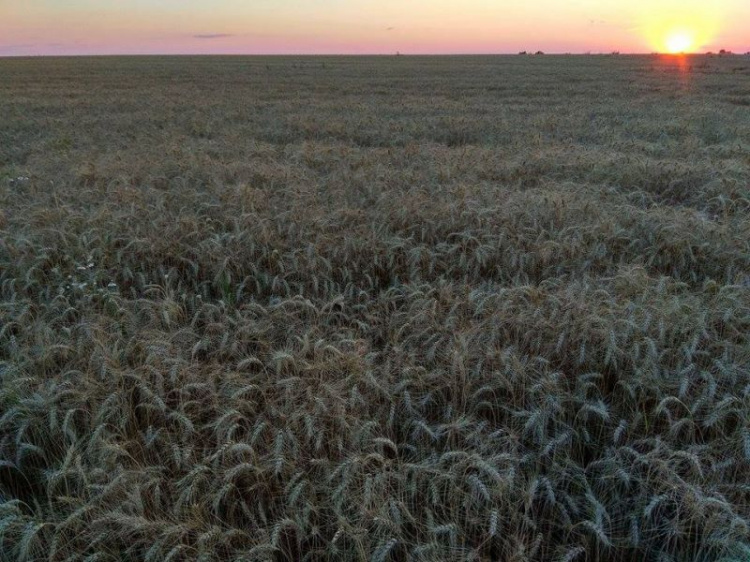 В Донбассе собрали первый миллион тонн зерна (ФОТО)