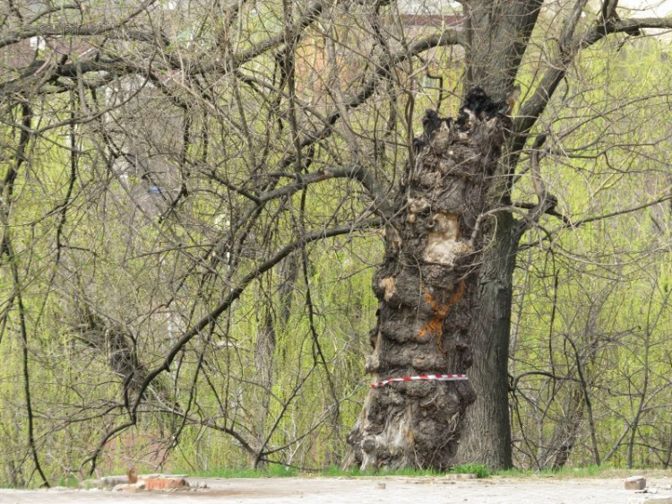Из Городского сада к его 155-летию удалят 48 деревьев и разрисуют аллеи (ФОТО+ВИДЕО)