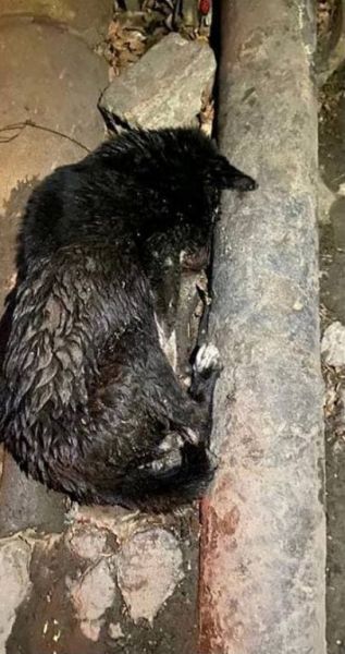 В Мариуполе неизвестный сбил собаку: животное спасла полиция