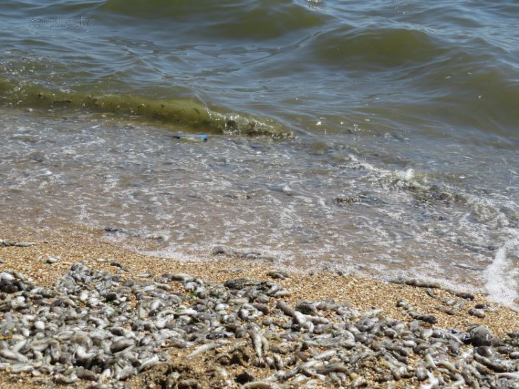 Последствия ЧП на море. С пляжей Мариуполя уже собрали более 350 кг мёртвой рыбы (ФОТОФАКТ)