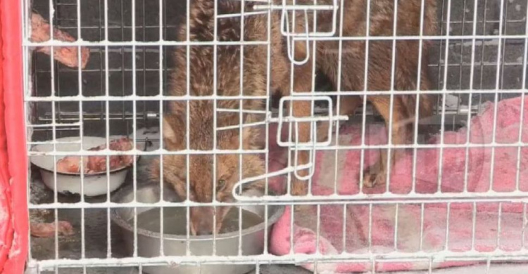 Стала известна причина смерти шакала в мариупольском центре для животных