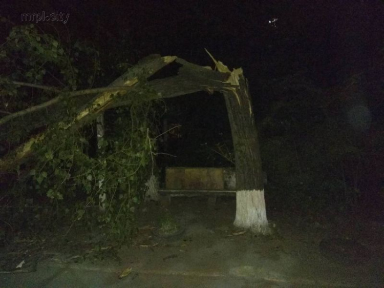 В Мариуполе ночью дерево рухнуло на багажник машины (ФОТО)