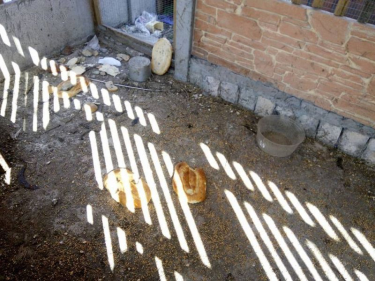 В импровизированном зоопарке Мариуполя голодают павлины и цесарки (ФОТО)