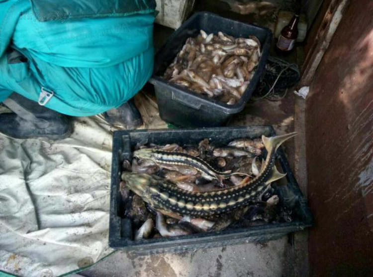 На побережье Мариуполя поймали браконьеров с уловом на 137 тыс. грн.
