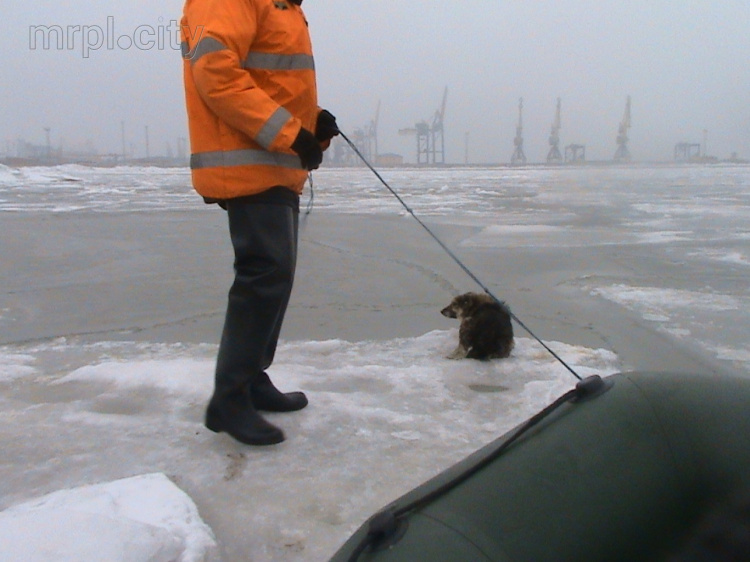 В Мариуполе спасали собачку, оказавшуюся на льдине в море