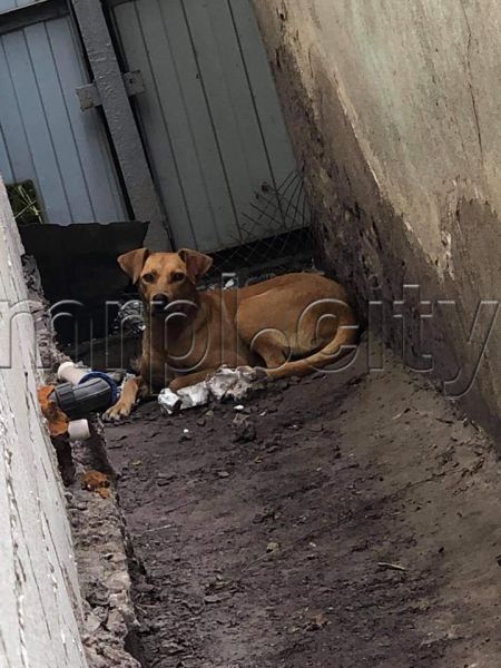 В Мариуполе уличные собаки выломали замки на клетках и подушили домашнюю живность