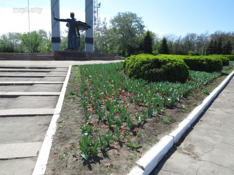 В Мариуполе у памятника Воинам-освободителям сорвали тысячи тюльпанов (ФОТОРЕПОРТАЖ)
