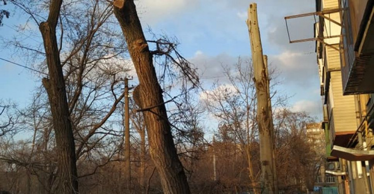 В Мариуполе деревьям продолжают обрезать кроны: кто и для чего пилит ветви?