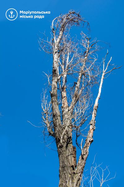 В Мариуполе спиливают старые деревья (ФОТО)
