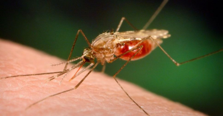 В Мариуполь из Пакистана нагрянула малярия 