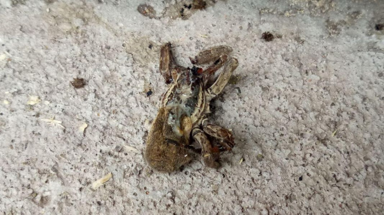 Разлетелся сотнями паучат: дом мариупольчанки атаковали тарантулы (ФОТО)