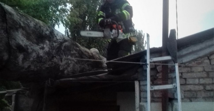 В Мариуполе большое дерево рухнуло на крышу жилого дома (ФОТО)