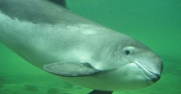 В Азовском море дельфин едва не погиб в сетях браконьеров