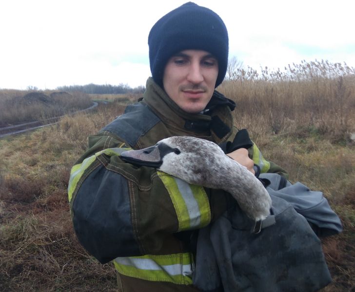 Спасатели Донецкой области помогли лебедю с переломанным крылом (ФОТО)