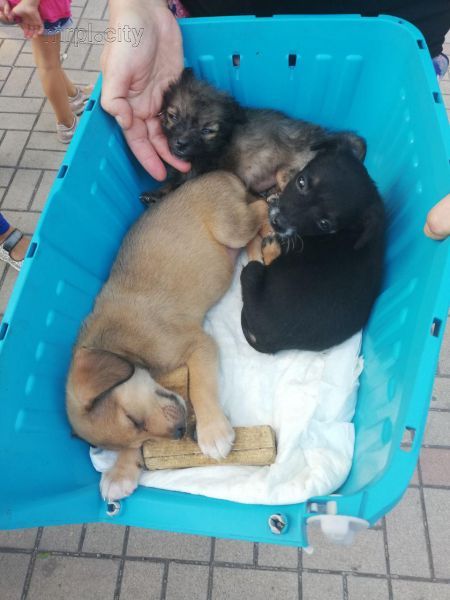 Владельцы беспородных собак собрались на фестиваль в Мариуполе (ФОТО)