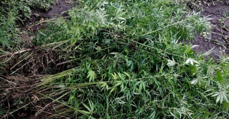 Наркоаграрий вырастил двухметровые кусты конопли в Мариупольском районе