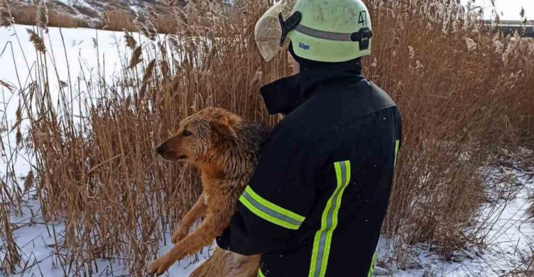 На Донетчине спасли пса, провалившегося под лед