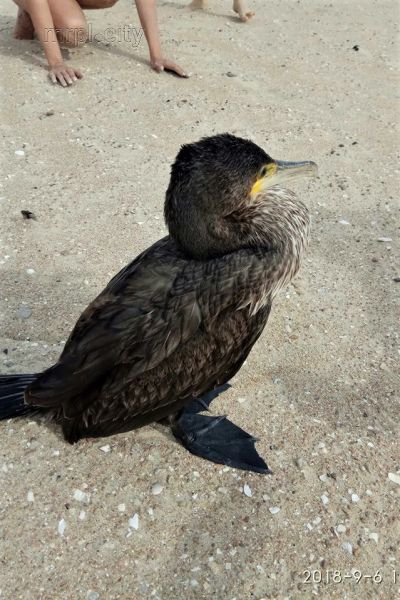 В Мариуполе на пляже нашли «няшную» птицу (ФОТО)