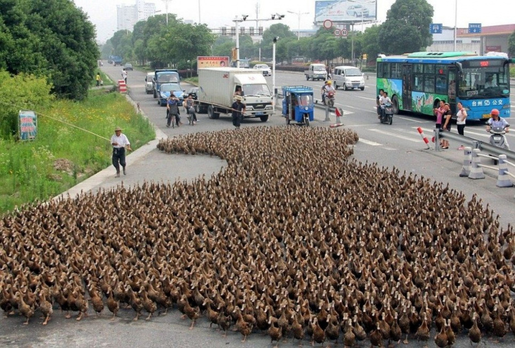 В Китае тысячи уток перекрыли движение транспорта (ВИДЕО)