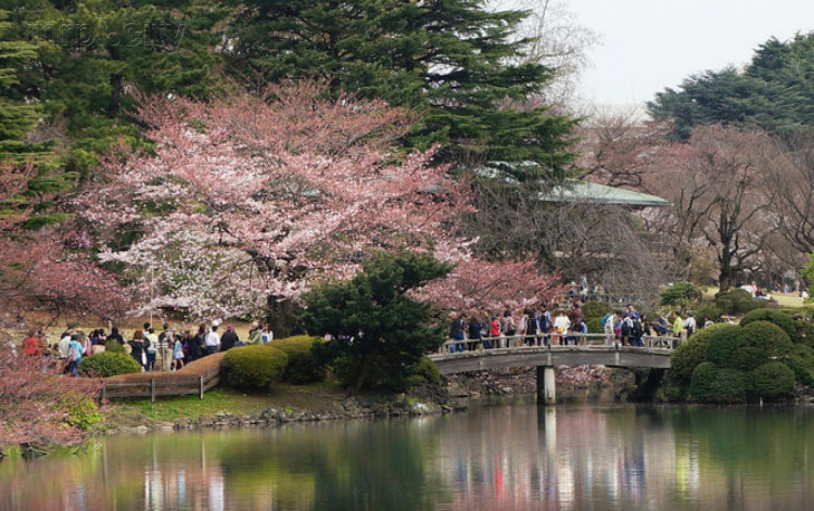 Кассир японского парка пропустил без платы 160 тысяч иностранцев 