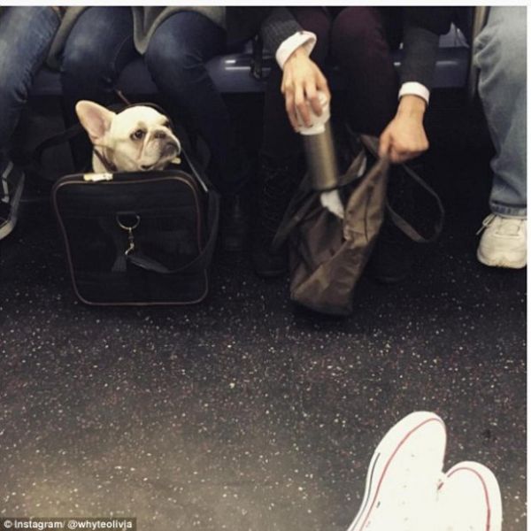 В Нью-Йорке запретили проезд в метро с собаками. Но есть одно 
