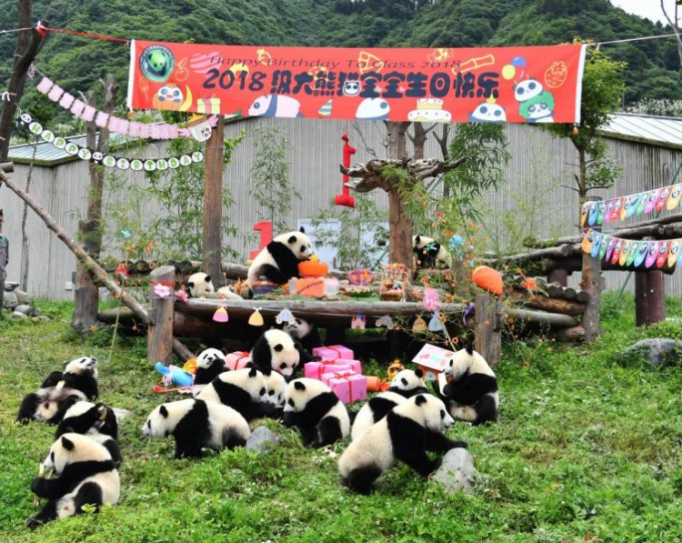 Панда-вечеринка в китайском заповеднике: 18 детёнышей празднуют свои первые дни рождения (ФОТО+ВИДЕО)