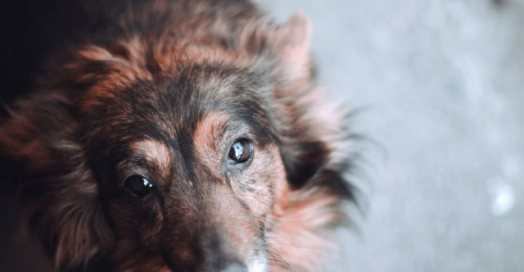 В Мариуполе собака 5 дней «плакала» в ловушке. На помощь пришли спасатели