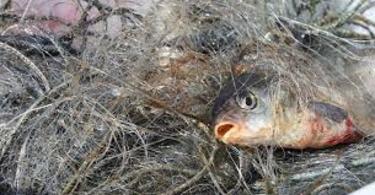 На пляже под Мариуполем задержали браконьеров, поймавших краснокнижных рыб (ВИДЕО)