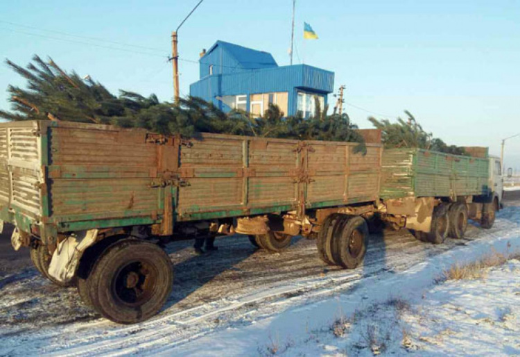 В Донецкой области выявили очередную партию незаконных елок