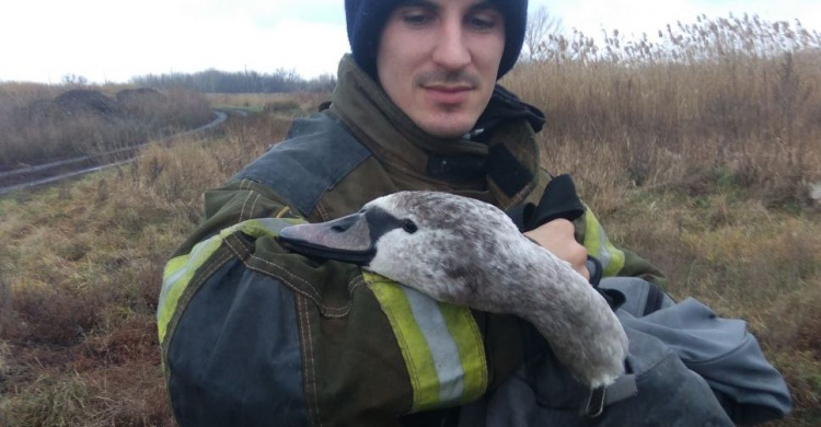 Спасатели Донецкой области помогли лебедю с переломанным крылом (ФОТО)