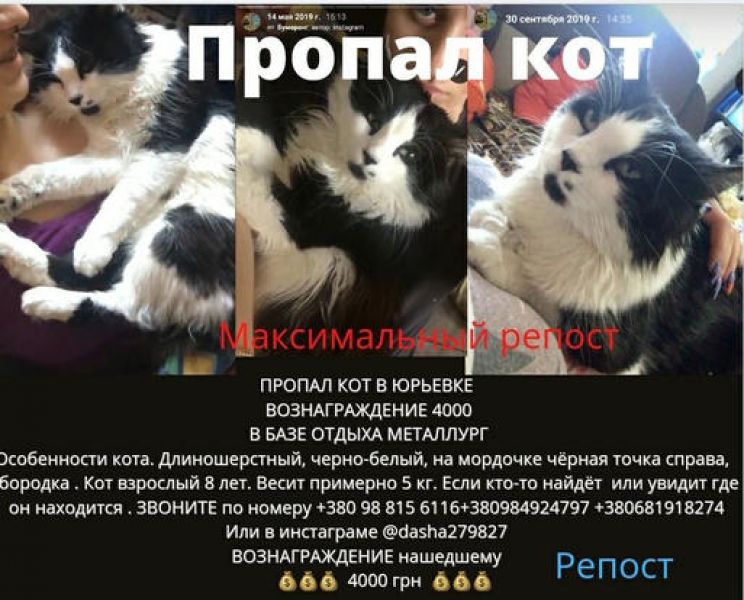 На побережье Азовского моря потерялся «дорогой» кот