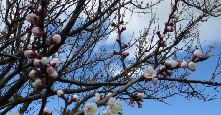 Мариуполь отменил прогнозируемые заморозки и во всю расцветает (ФОТО)