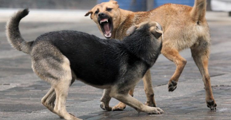 Мариупольскому бомжу собаки искусали лицо