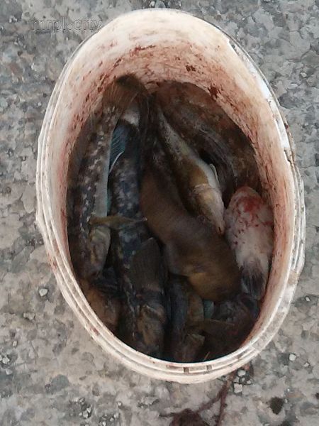В пасхальное воскресенье море у Мариуполя кишело рыбой (ФОТО+ВИДЕО)