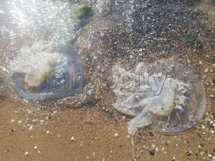 Мариупольское побережье усеяно медузами