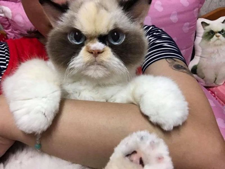 Новая Grumpy Cat: в соцсетях нашли самую угрюмую кошку (ФОТО)