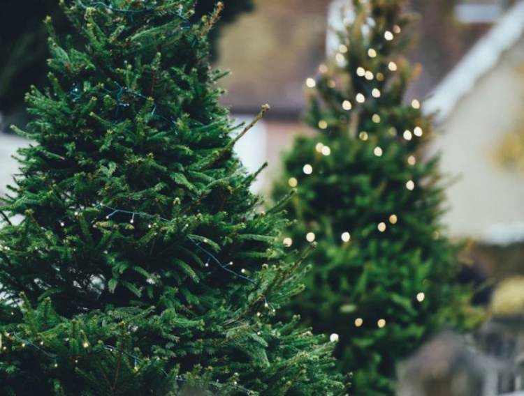 Праздник приближается: когда в Мариуполе начнут продавать новогодние елки и по какой цене